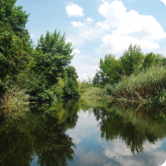 A tranquil river lined with lush green trees and tall grasses, reflecting the blue sky and white clouds above on a sunny day.