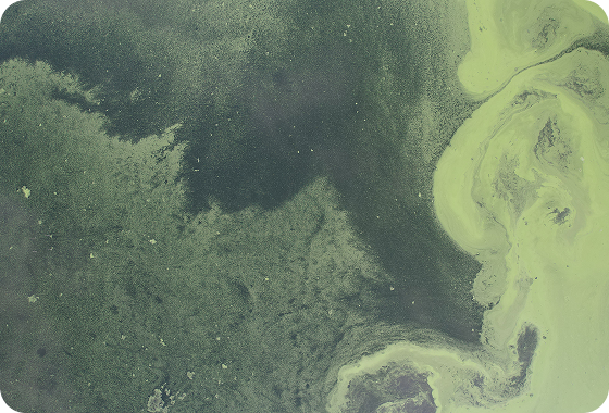 Aerial view of green algae bloom in water, with swirling patterns and varying shades of green spreading across the surface.