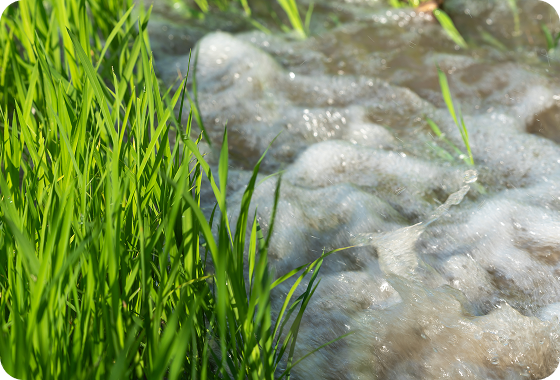 Bright green grass grows beside clear, bubbling water, possibly in a field or near a stream, with sunlight illuminating the scene.